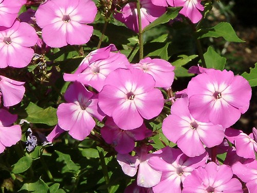 Salmon Beauty Garden Phlox (Phlox paniculata)
(August 15)